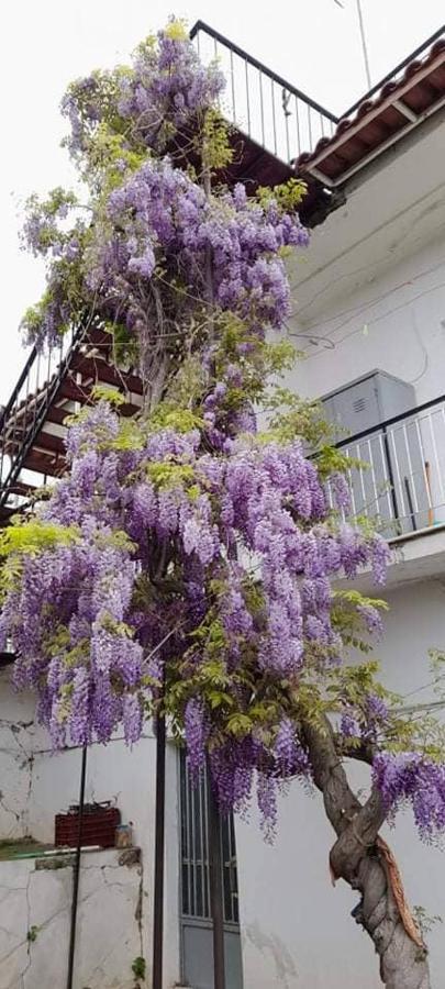 Villa Vacation House Dionysia à Aigio Extérieur photo